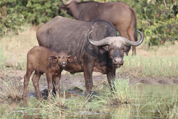 Obraz premium Kaffernbüffel / Buffalo / Syncerus caffer........