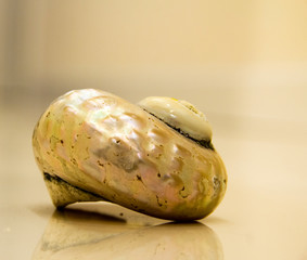 Sea Shell