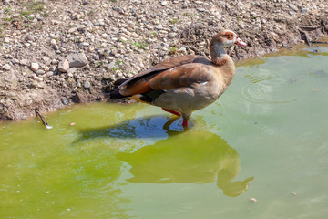 goose standing in the pond in the wild