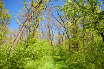 fresh spring nature with green trees