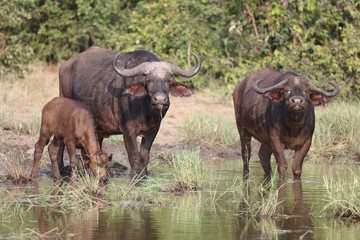 Obraz premium Kaffernbüffel / Buffalo / Syncerus caffer........