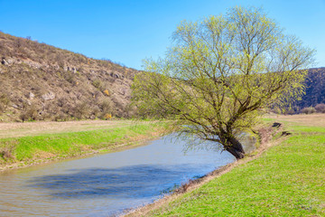 Fototapeta na wymiar tree on the riverside in the spring 