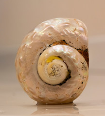 Sea Shell