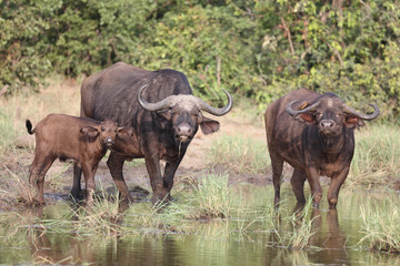 Obraz premium Kaffernbüffel / Buffalo / Syncerus caffer........