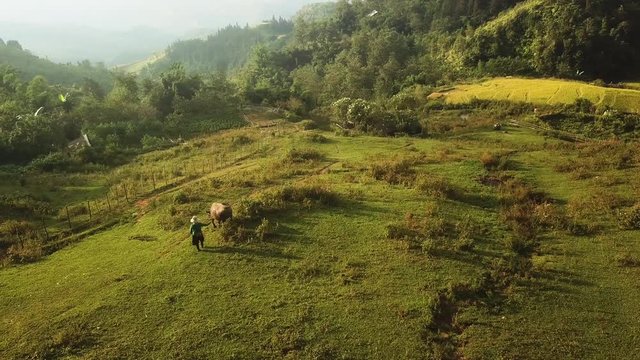 Asian local woman walking with water buffalo ,countryside, Seo My Ty reservoir, drone orbiting shot