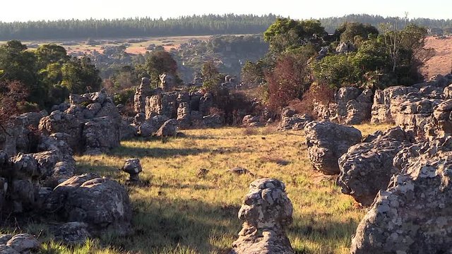 Zoom in on protruding rock formations surrounded by open fields and pine forest. God&rsquo;s Window, Graskop, South Africa.