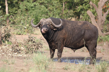 Obraz premium Kaffernbüffel / Buffalo / Syncerus caffer