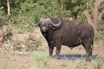 Kaffernb&uuml;ffel / Buffalo / Syncerus caffer