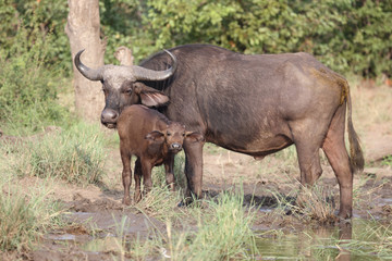Fototapeta premium Kaffernbüffel / Buffalo / Syncerus caffer........