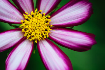 Purple, white, vivid pink wild flower “Wild Cosmos Flower” (Cosmos bipinnatus) blooming during Spring and Summer closeup macro photo isolated in green out of focus background. Centre on up quadrant