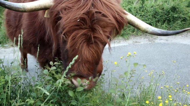 grazing scottish highland cattle cow