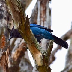 Steler's Jay looking down