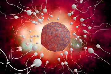 Sperm and Egg 3D Illustration