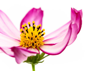 Purple and pink wild flower “Wild Cosmos Flower” (Cosmos bipinnatus) blooming during Spring and Summer closeup macro details photo isolated in white empty space bright background. Photo in studio.