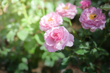 Roses in the garden
