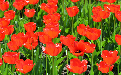 Fototapeta premium many red tulips