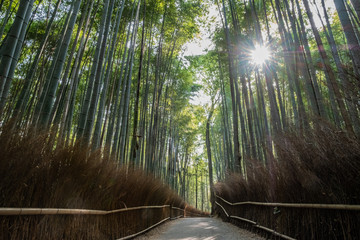 Arashiyama Forrest