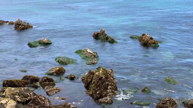 Harbor seal perched on top of a rock in Monterey Bay, California.
