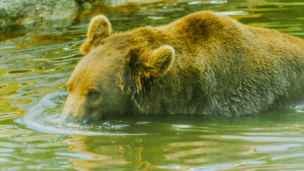 Niedźwiedź brunatny © Dreamnordno