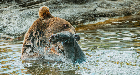 Niedźwiedź brunatny © Dreamnordno