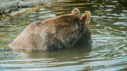 Niedźwiedź brunatny © Dreamnordno