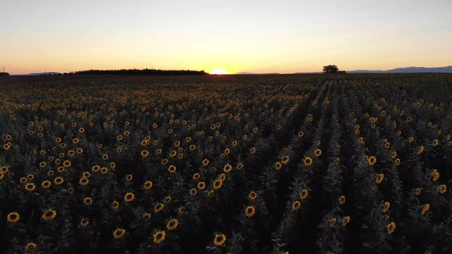 A drone flies above a sunflowers field during sunset in Valensole