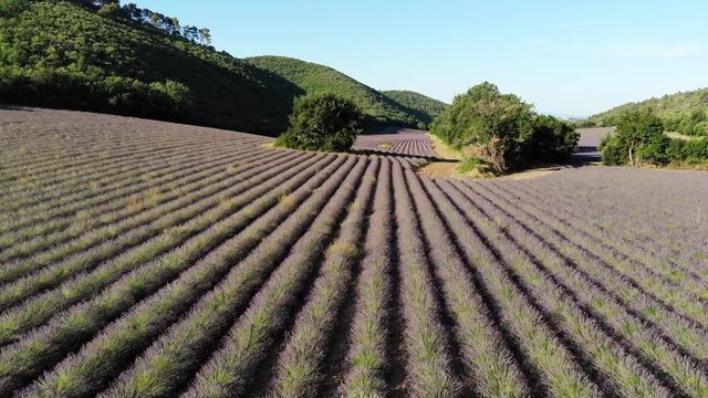 a drone flies slowly above a lavender field on the sunrise passing through two trees
