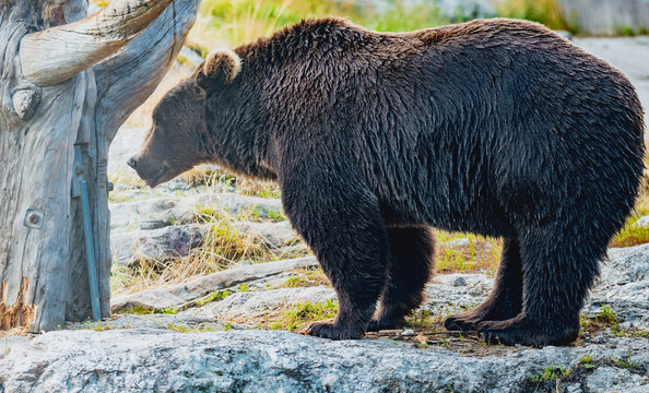 Brunatny Bilder Durchsuchen 293 Archivfotos, und