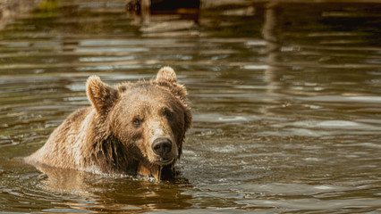 Fototapeta na wymiar Niedźwiedź brunatny