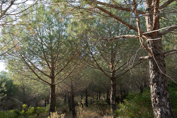 Fototapeta premium Pins dans la garrigue