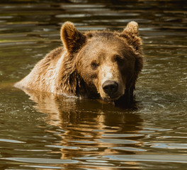 Fototapeta na wymiar Niedźwiedź brunatny