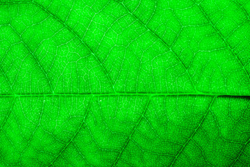 Intense bright green leaf fresh detailed rugged surface structure extreme macro closeup photo with midrib and visible leaf veins and grooves as a nature texture eco green biology background.