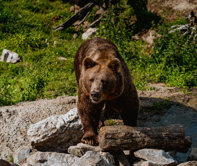 Niedźwiedź brunatny © Dreamnordno