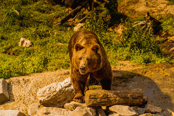 Niedźwiedź brunatny © Dreamnordno