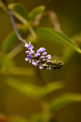 closeup of a purple flower