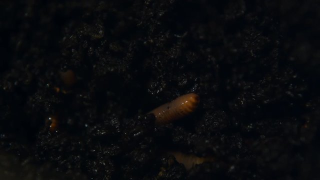 Canadian Nightcrawlers, Worm going inside the soil, worm farming for fishing or reducing organic waste handheld shot