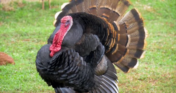 A male Turkey puts on a display of dominance.