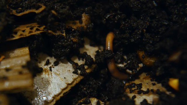 extreme close up shot of canadian nightcrawlers worms feeding on cardboard and paper producing rich black soil. Vermicomposting proces to reduce garbage
