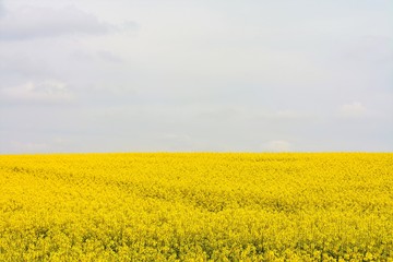 Obraz premium a field with rapeseed flowers