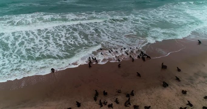 Arial birds eye view of Namibian Seals on the Skeleton Coast coastline with the Atlantic Ocean waves crashing on the white beach.