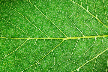 Green leaf fresh detailed rugged surface structure extreme macro closeup photo with midrib, leaf veins and grooves as a detailed intricate pattern nature texture eco green biology background.