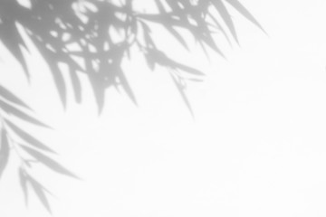 Gray shadow of the willow tree leaves on a white wall. Abstract neutral nature concept blurred background. Space for text. - obrazy, fototapety, plakaty