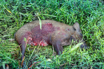 Hunting in the marsh, dead and shot boar, wild sow, hunting prey