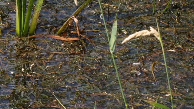 Spotted true frog jumping in slow motion in a stagnant pond, medium shot