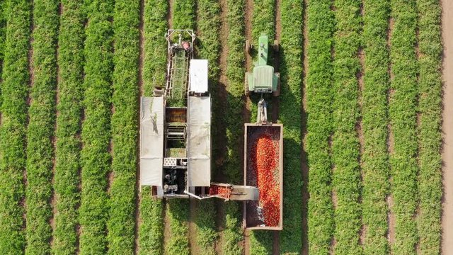 Tomato harvester loading a trailer with fresh ripe Red Tomatoes, Top down aerial follow footage.