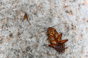 poisoned cockroach on the ground with a broken leg