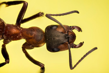 Wood ant, Ant, Ants, Formica rufa