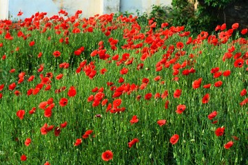 Fototapeta premium red poppies in the field