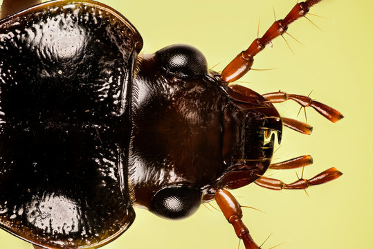 BEETLES - Nebria sp., Nebria brevicollis