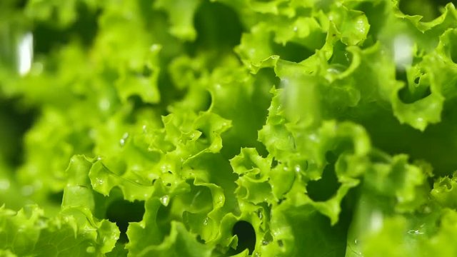 Water pouring to the fresh salad, water pouring to the fresh lettuce in slow motion